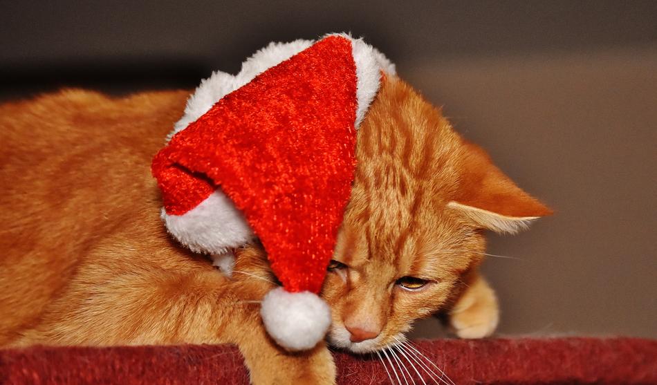 Cat Red Christmas Santa