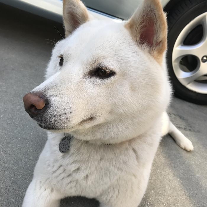 portrait of Cute Japanese white dog