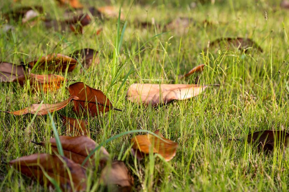 Defoliation Grass Early Autumn