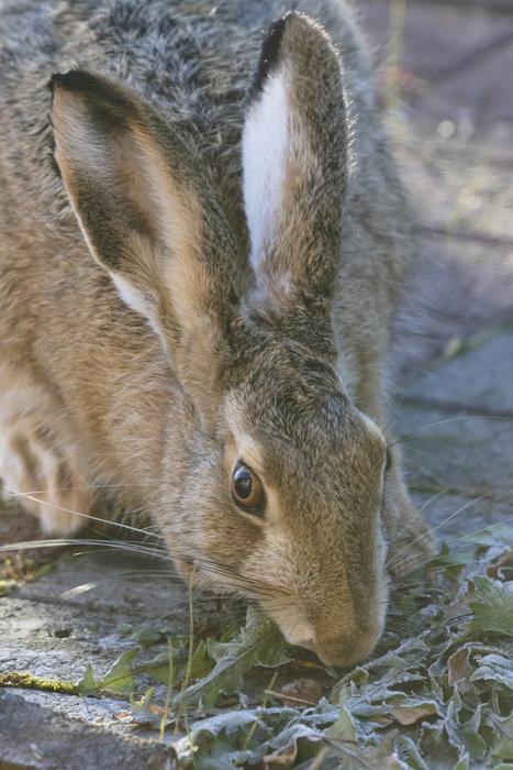 Rabbit In The Ear Animal