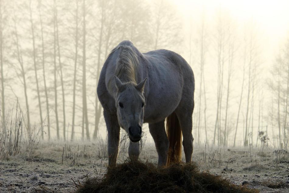 Mold Horse Fog Morning