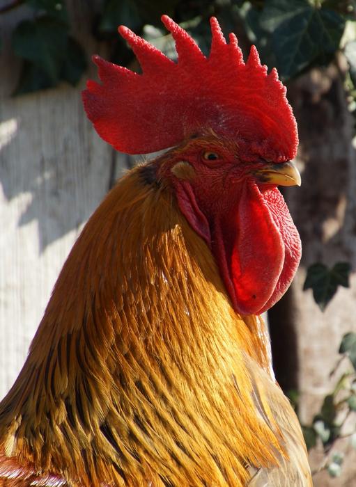 Hahn Chicken Coop