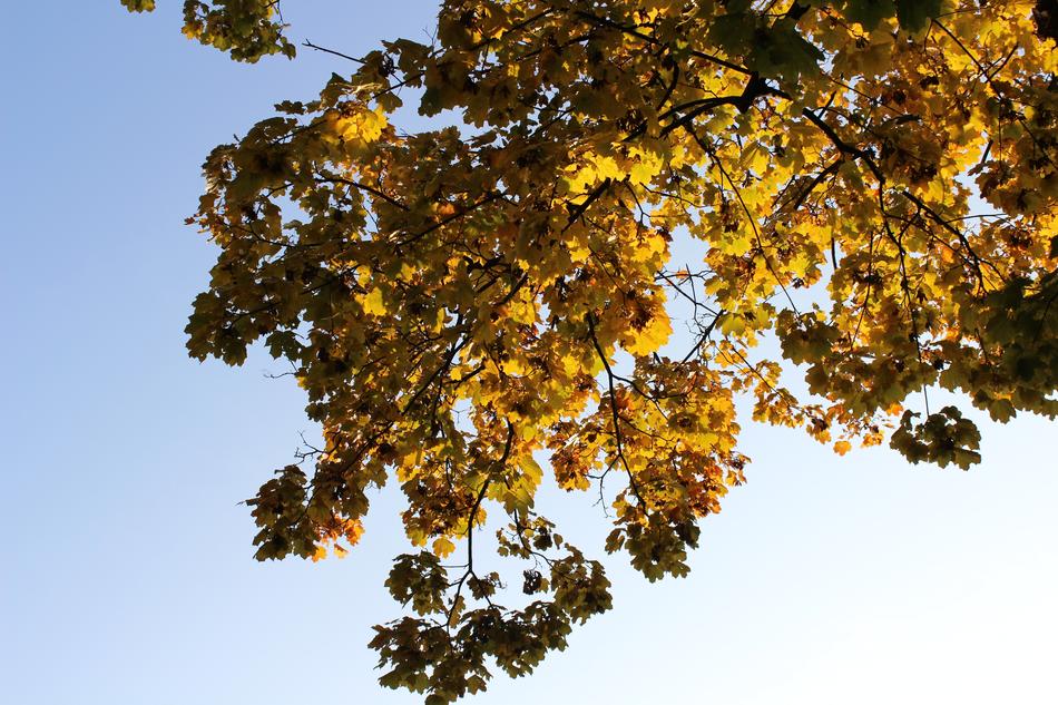 autumn leaves in the light