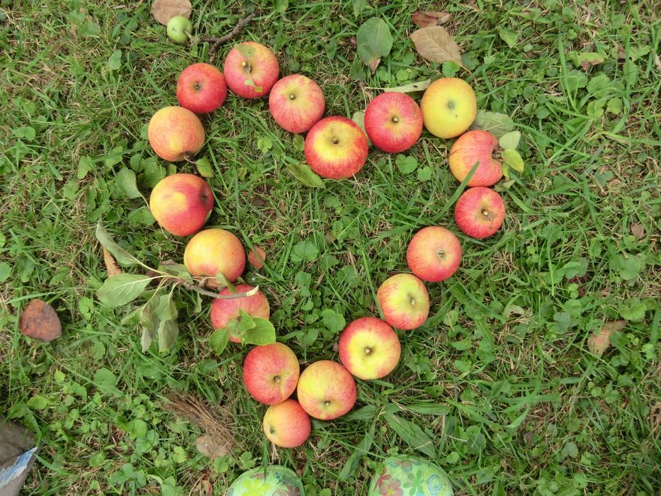 Apple Heart Grass