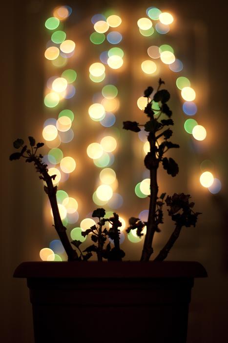 Bokeh Light Coloring Geranium