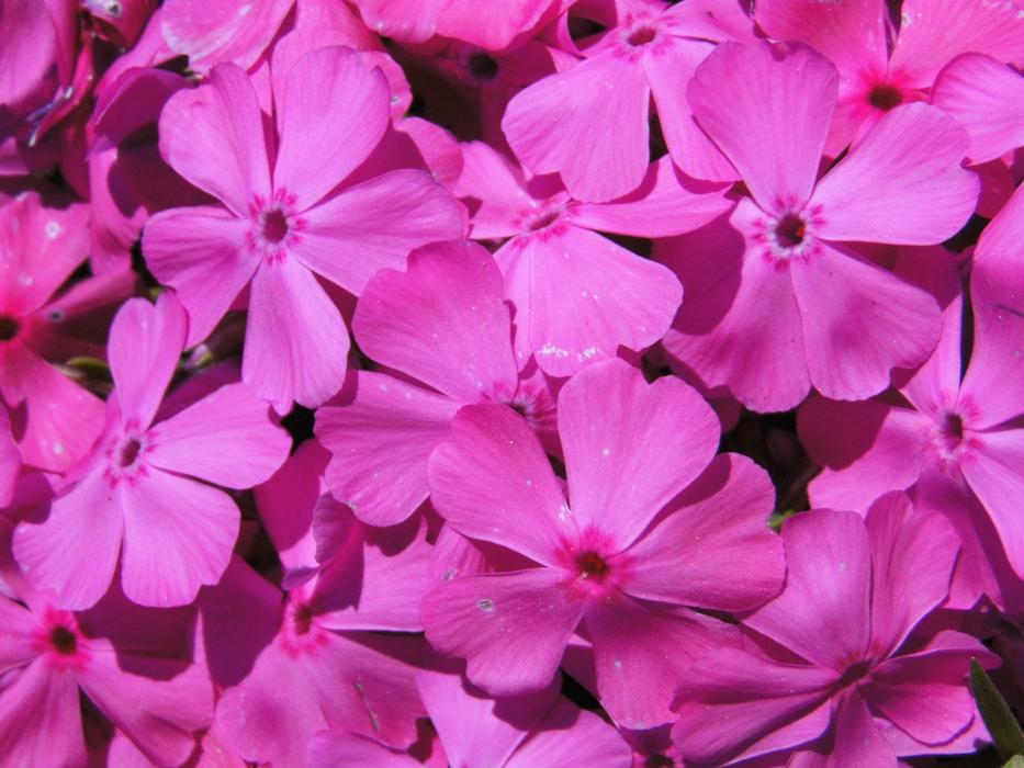 flower petals background