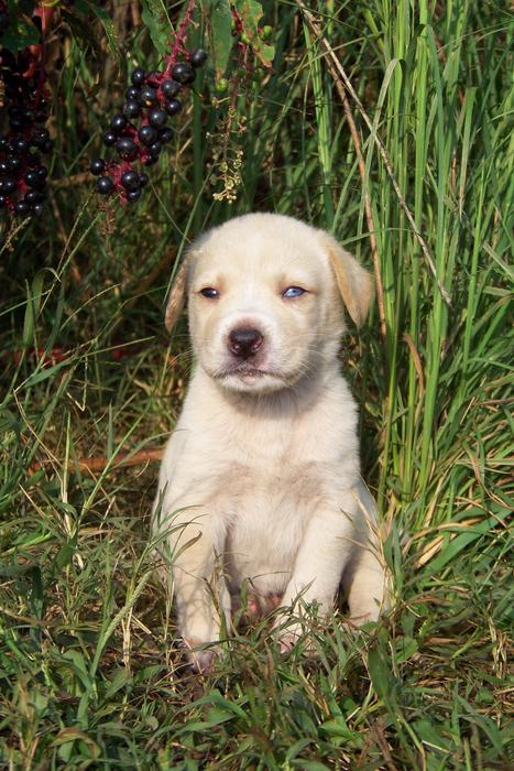 fluffy dog in the grass