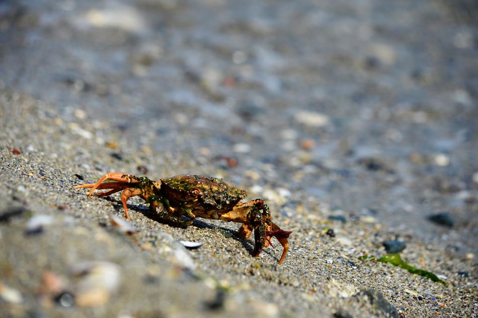 Close-up of the colorful insect in Beylikdüzü, Istanbul