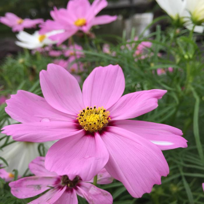 Cosmos Pink Summer