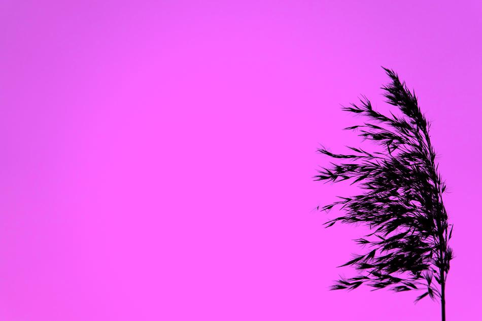 tree silhouette on a pink background