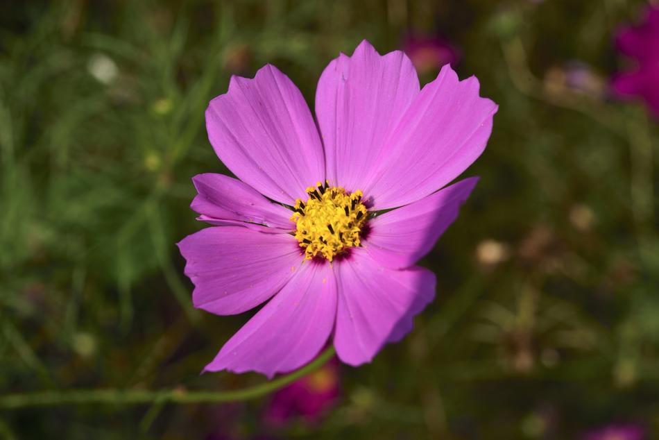 Cosmos Factory Flowers Affix