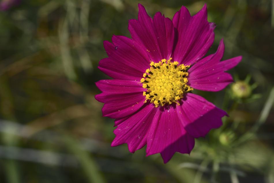 Cosmos Factory Flowers Affix