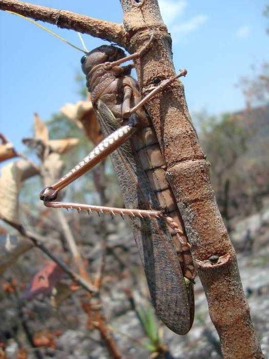 Cerrado Grasshopper Insect
