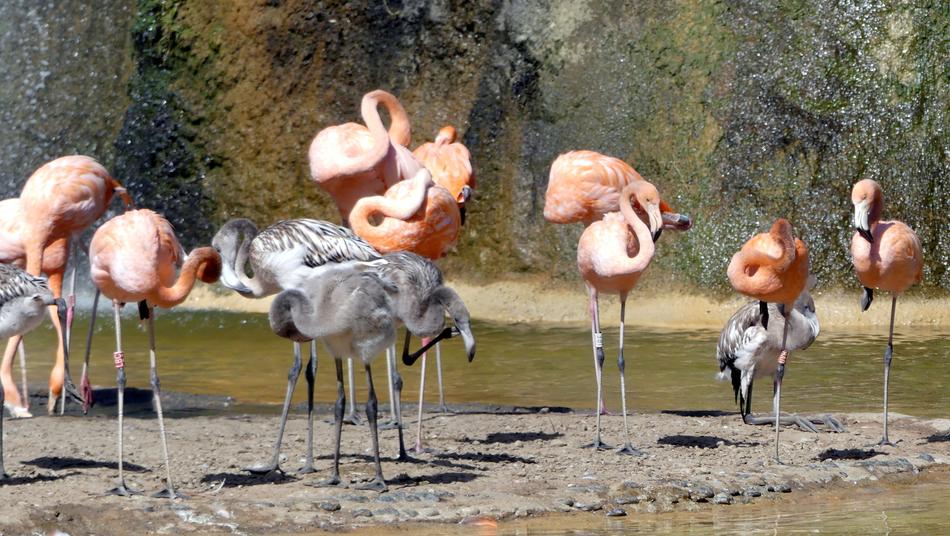 Animals Zoo