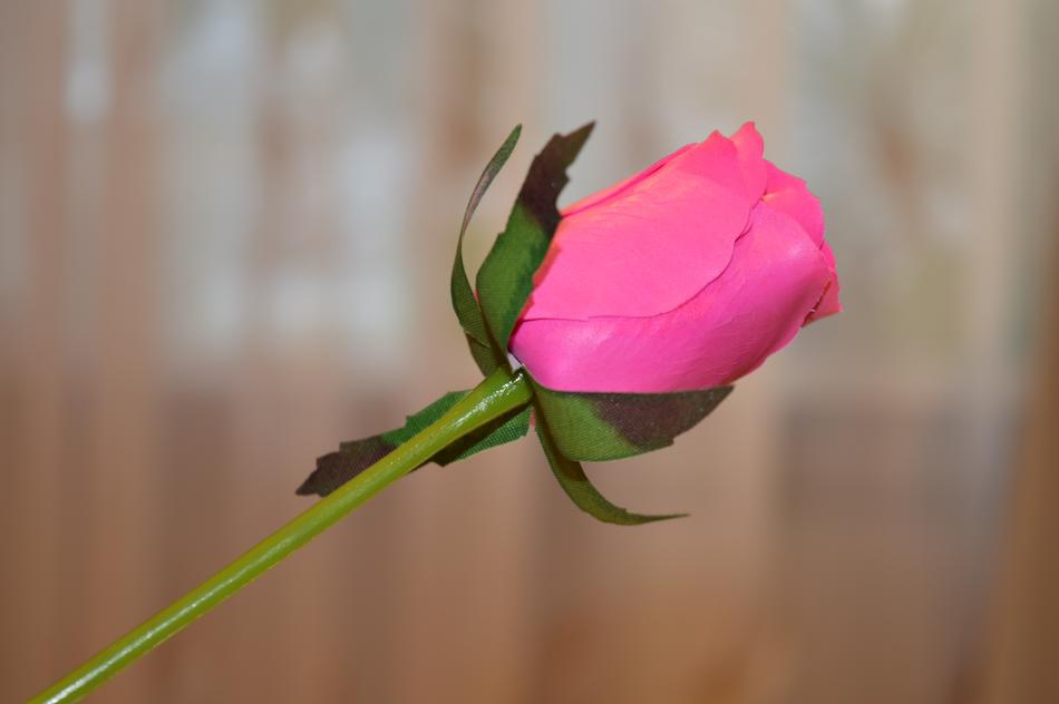 Rose From Soap