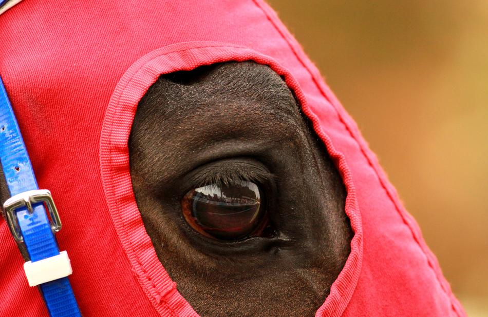 The Horses Are Race Horse Eyes