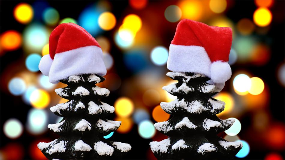 christmas firs snow trees funny