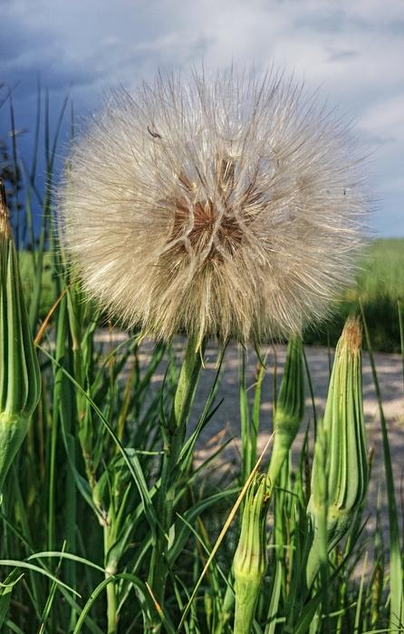 The dandelion in the garden is beautiful