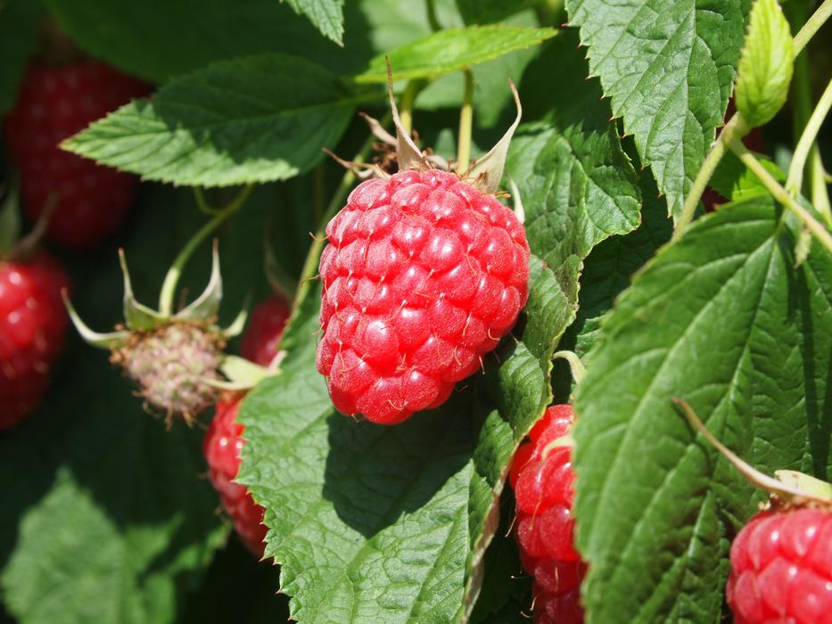 Raspberries Fruit Fruits
