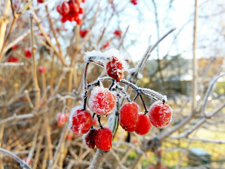 Fruit Ice Frozen