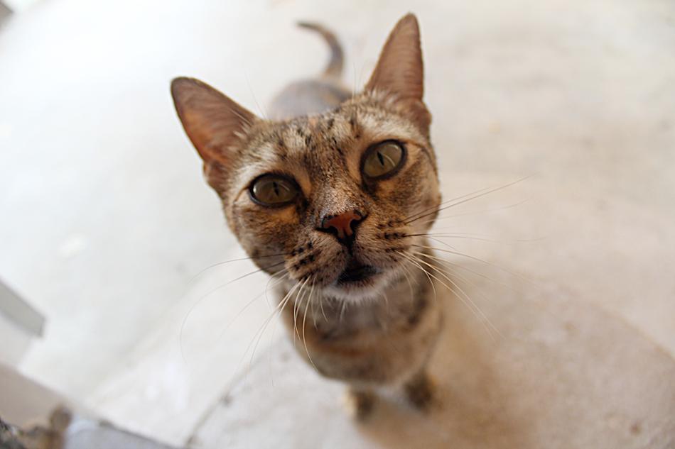 Portrait of the cute, colorful and beautiful cat, looking in the camera