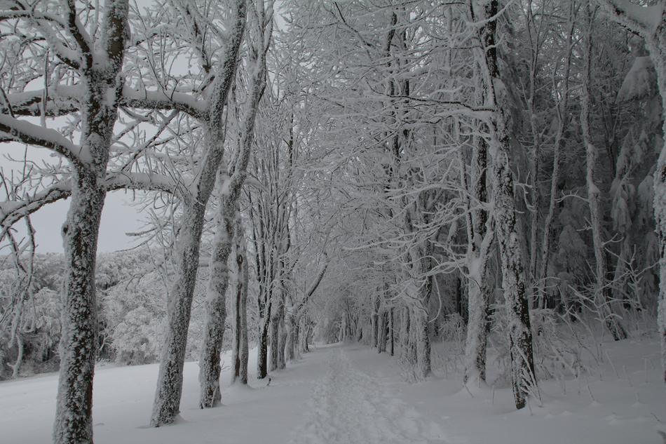 Winter Snow