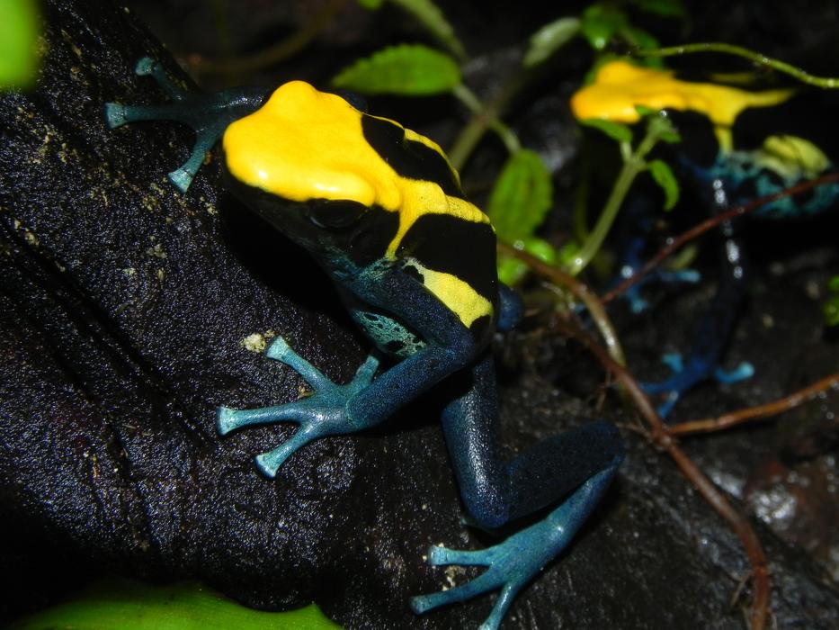Poison Dart Frog