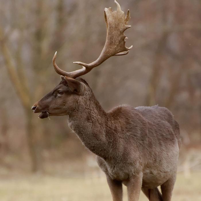 Beautiful and colorful deer, with the antlers, among the colorful plants