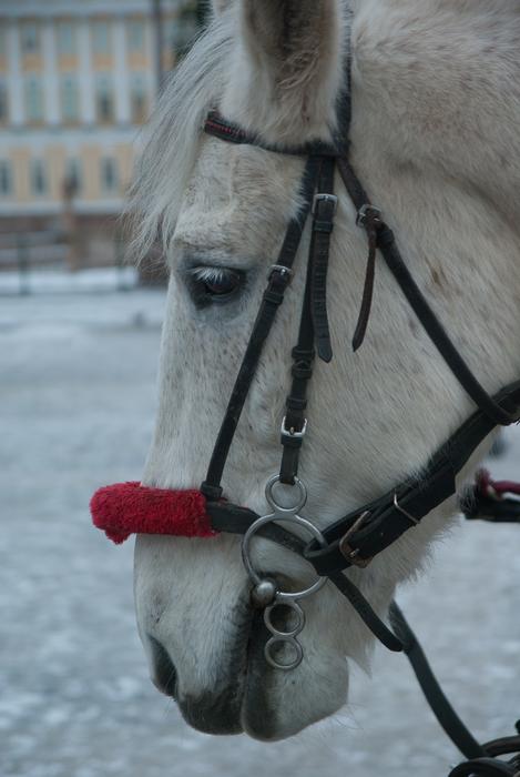 Horse Harness