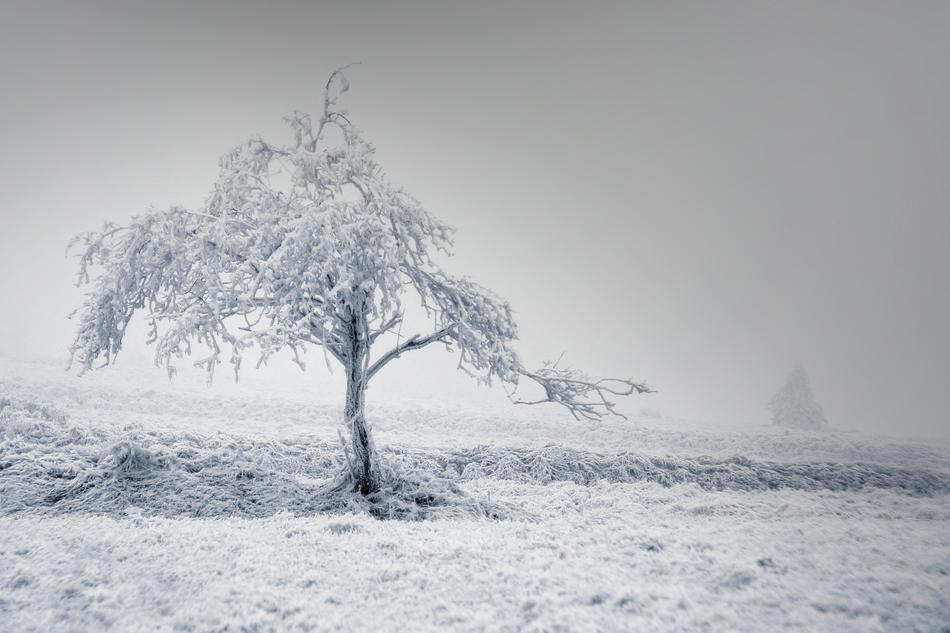 Solitaire Tree Winter