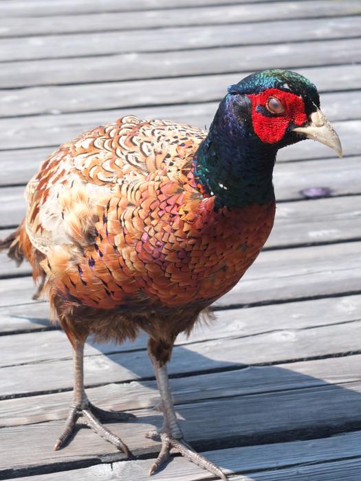 Colorful, beautiful and cute pheasant bird on the wood planks, in light
