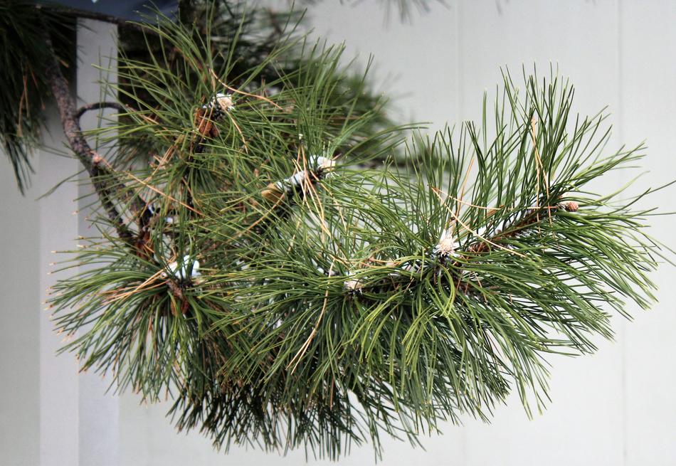 Pine Tree Branch