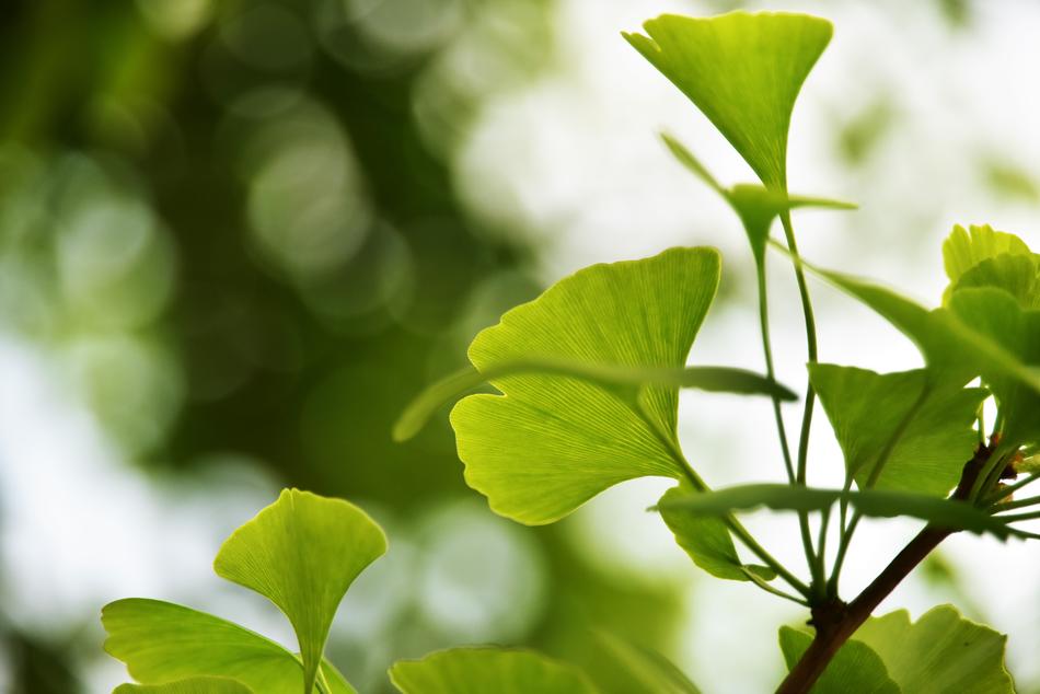 green ginkgo leaves close up on blurred background