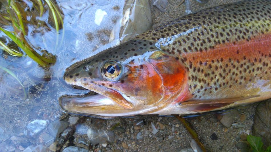 dead fish on the shore