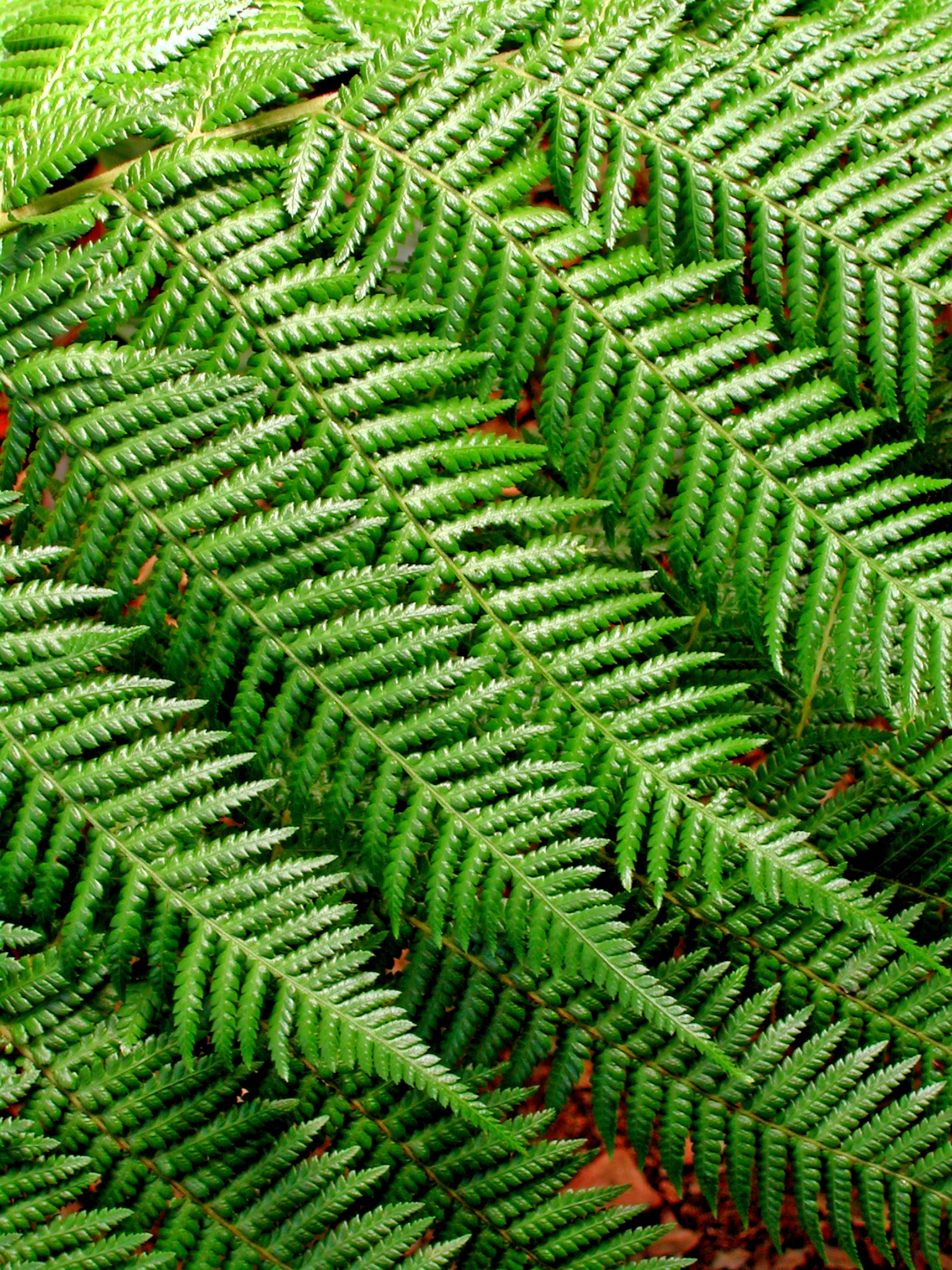 Fern Background Pattern Leaves free image download