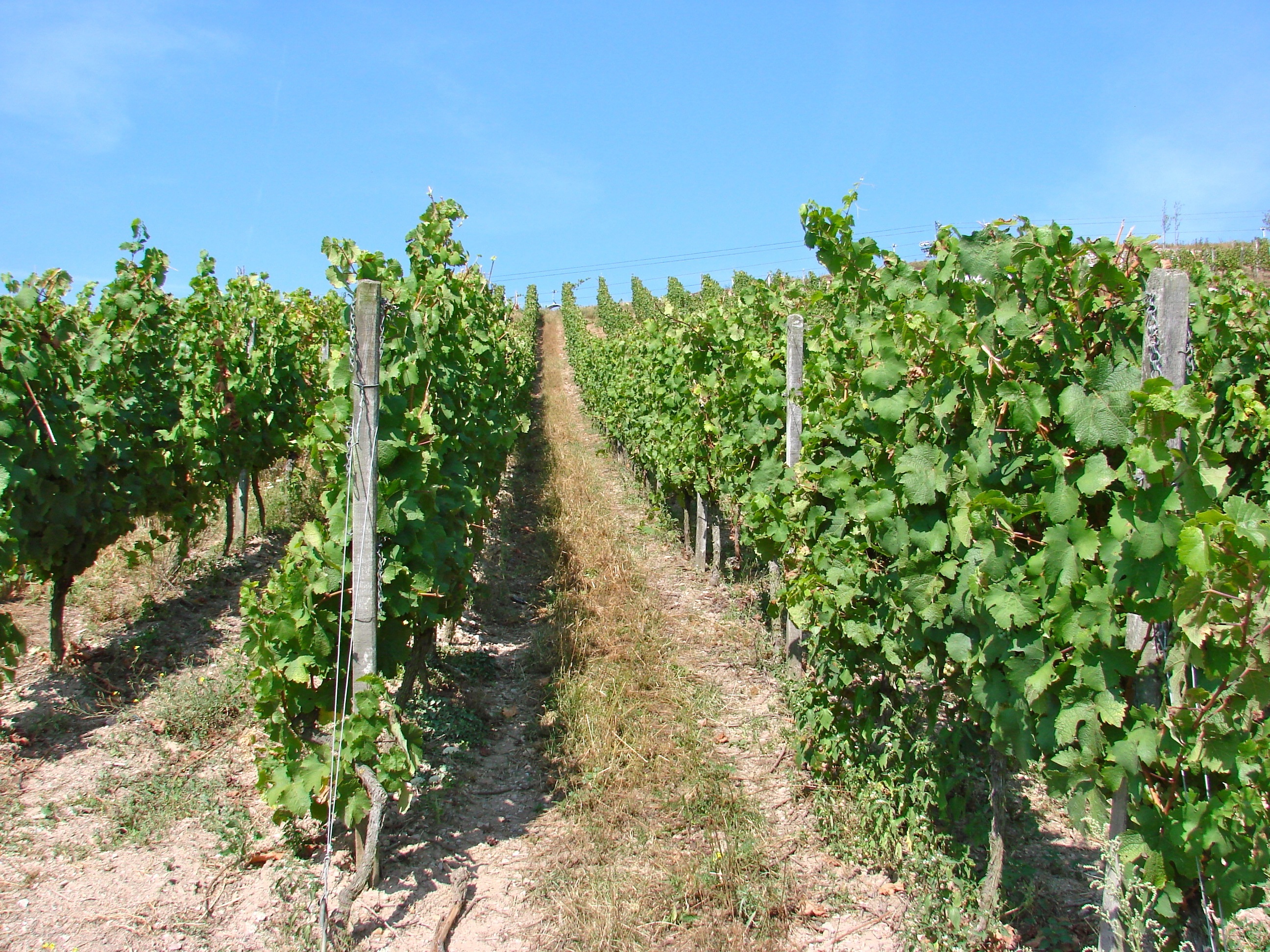 Grape harvest field free image download