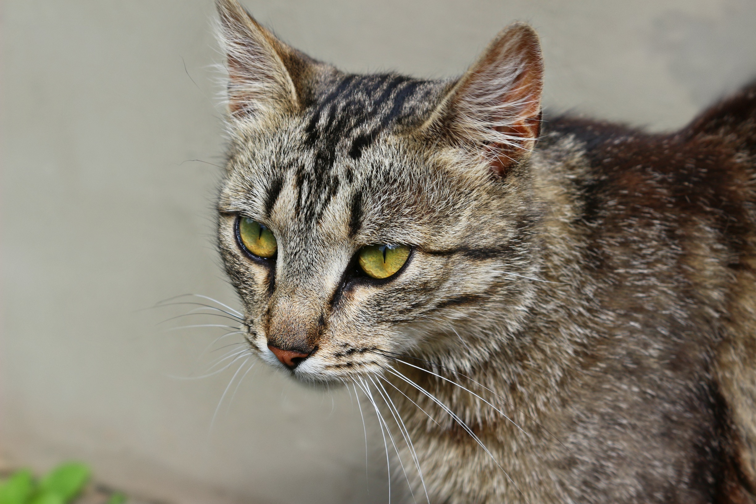 Cat Eyes yellow free image download