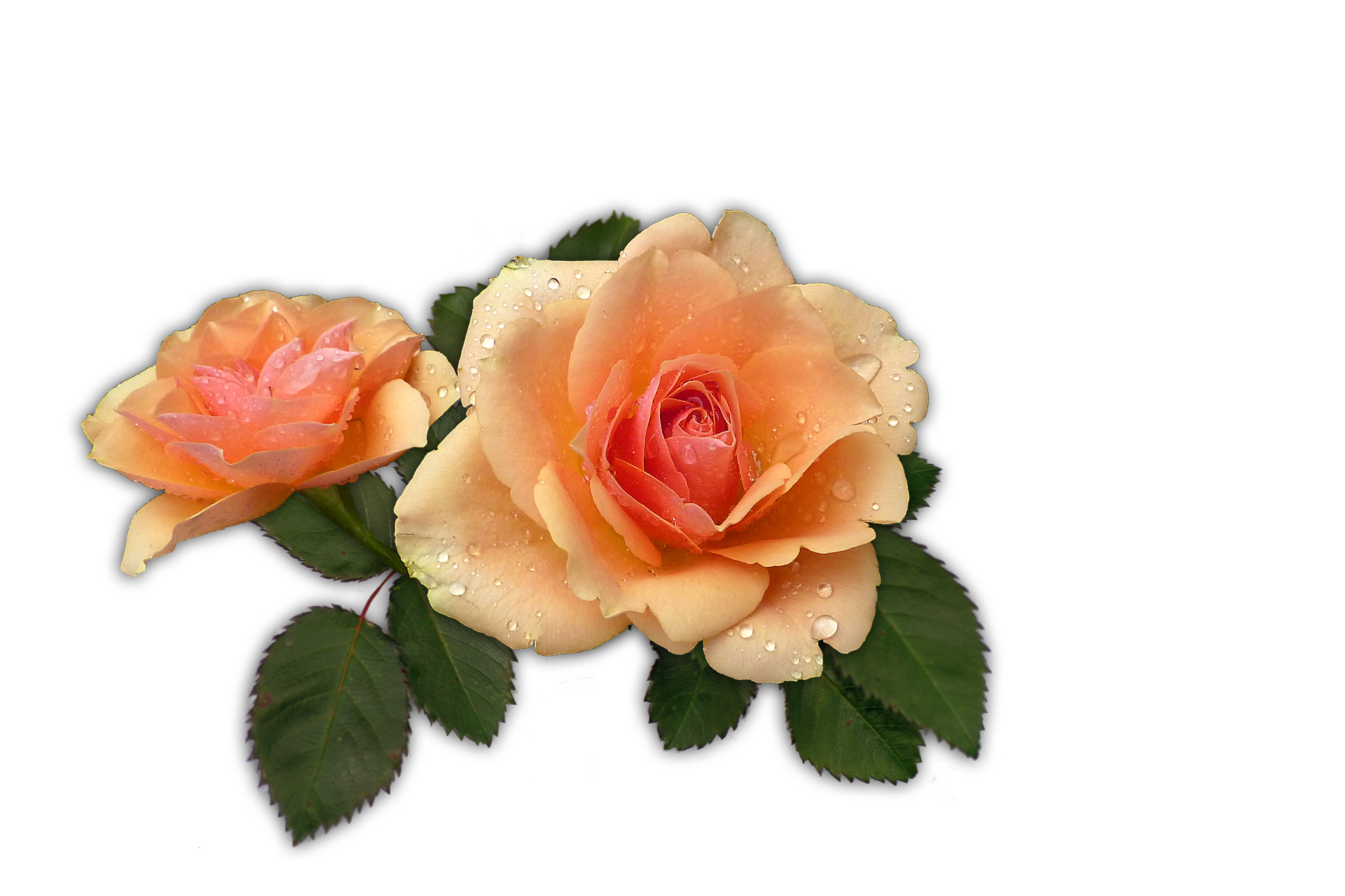 Rose Apricot free image download