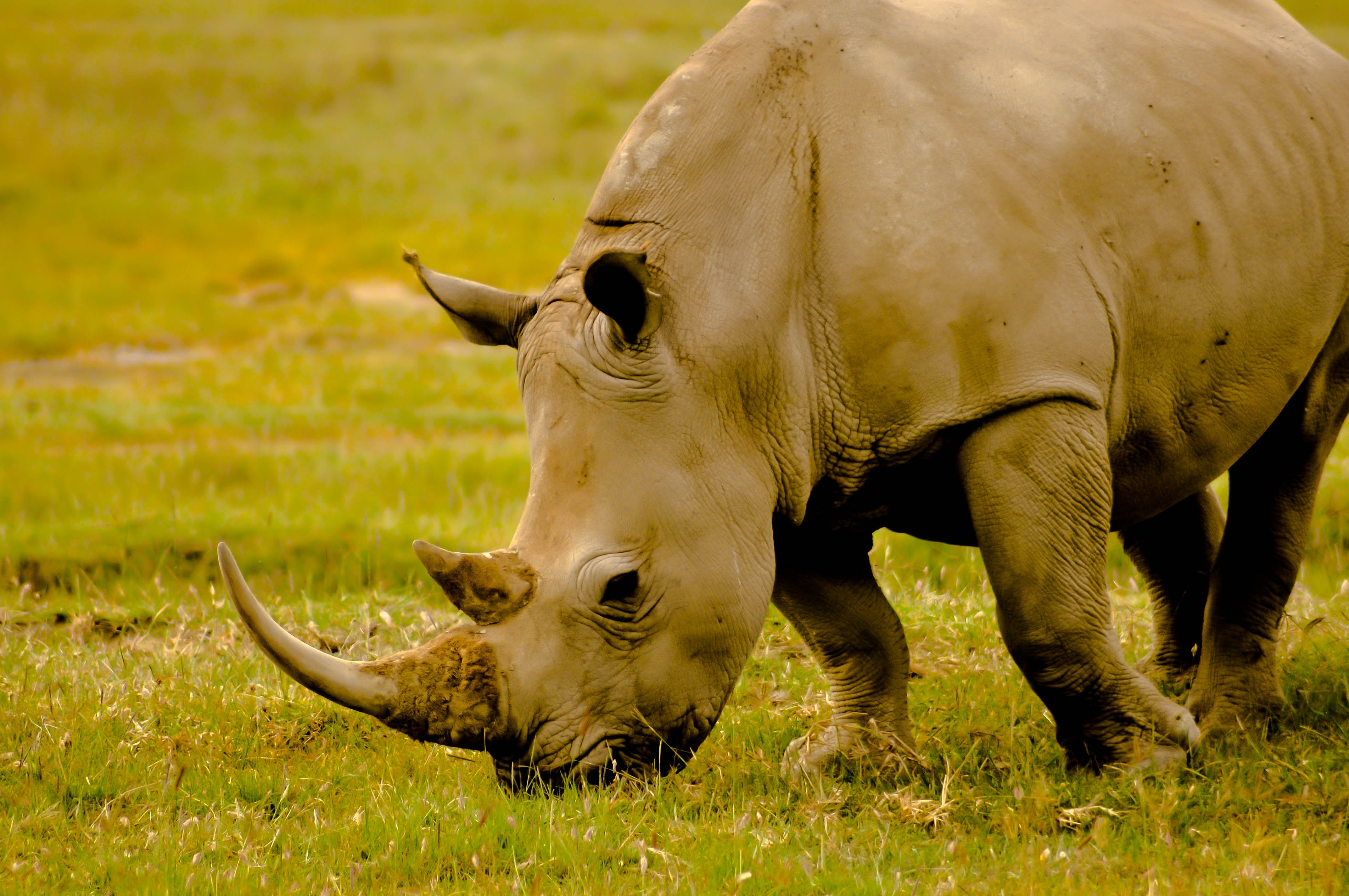 Rhino is eating grass in a field in Kenya free image download