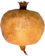 Isolated Pomegranate Fruit