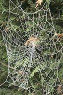 spider web decoration trees