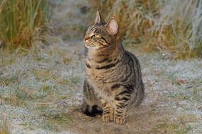 Cat Pet on Winter road