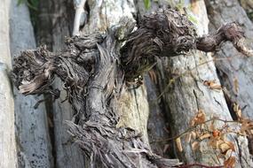 Wood Old Death