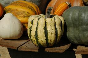 Pumpkin Autumn Gourd