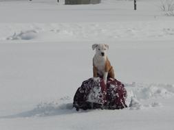 Puppy Pitbull Cute