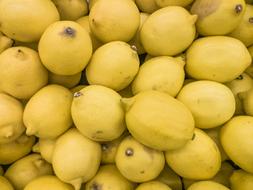 Lime Plants Fruits