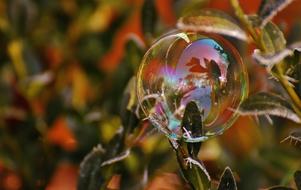 Soap Bubble Colorful Buxbaum