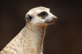 white meerkat on a blurred background