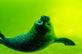 green waters with a seal