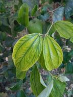 Leaf Deficiencies
